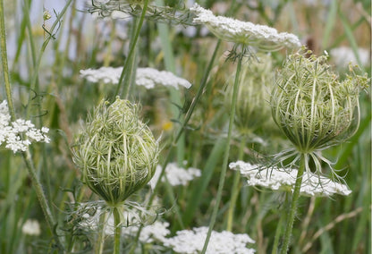 Wild Daucus flowers with delicate white blooms and intricate green buds in a meadow garden setting.