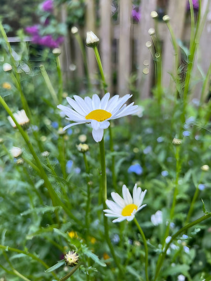 Single Oxeye Daisy 