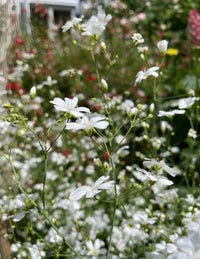 Close-up of Gypsophila Covent Garden by Bishy Barnabees Cottage Garden, featuring delicate white annual blooms with fine petals and slender green stems, ideal for florist bouquets or adding elegance to a lush garden.