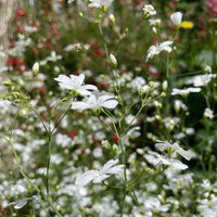Close-up of Gypsophila Covent Garden by Bishy Barnabees Cottage Garden, featuring delicate white annual blooms with fine petals and slender green stems, ideal for florist bouquets or adding elegance to a lush garden.