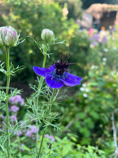 Beautiful deep purple Nigella Hispanica flower in a cottage garden setting.