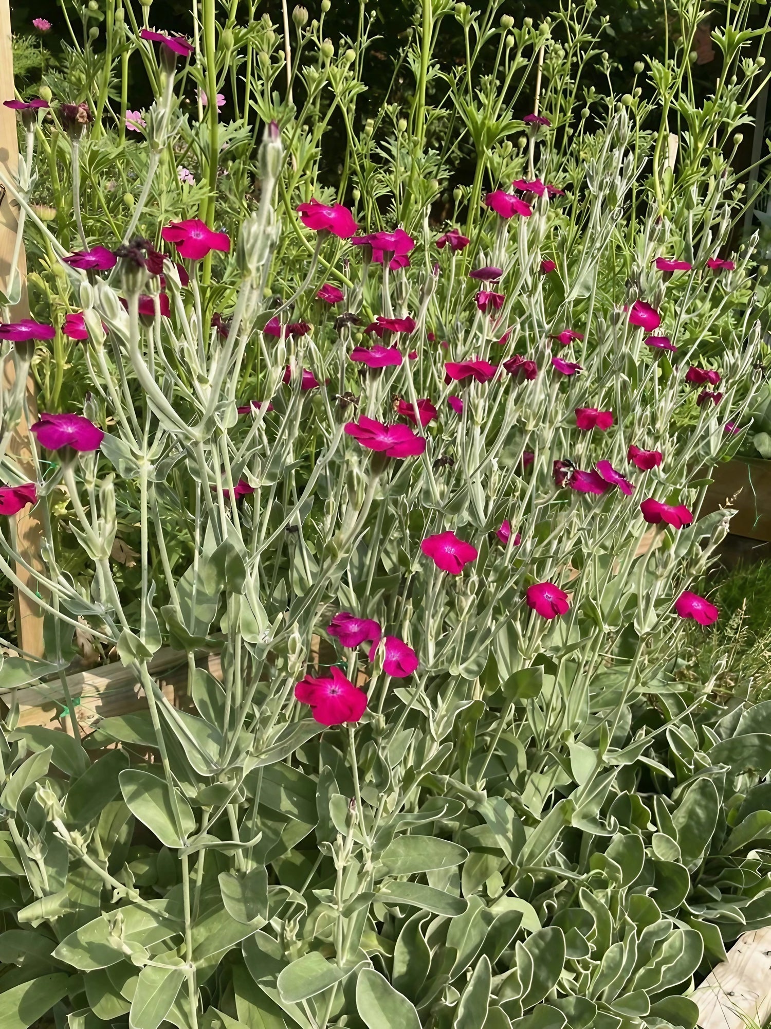 Rose Campion flowers showcasing their distinct pink petals among garden greenery