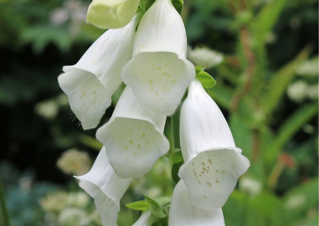 Foxglove Alba White bloom with green foliage in the background