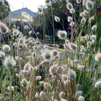 Close-up of fluffy Bunny Tails (Lagurus Ovatus) ornamental grass from Bishy Barnabees Cottage Garden Ltd in a garden, with blurred greenery and a white shed under a partly cloudy sky—ideal inspiration for sensory gardens.