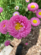 Close-up of a vibrant pink Strawflower Helipterum Roseum Mixed by Bishy Barnabees Cottage Garden, its yellow center surrounded by similar blooms and green foliage, with the softly blurred garden in the background.