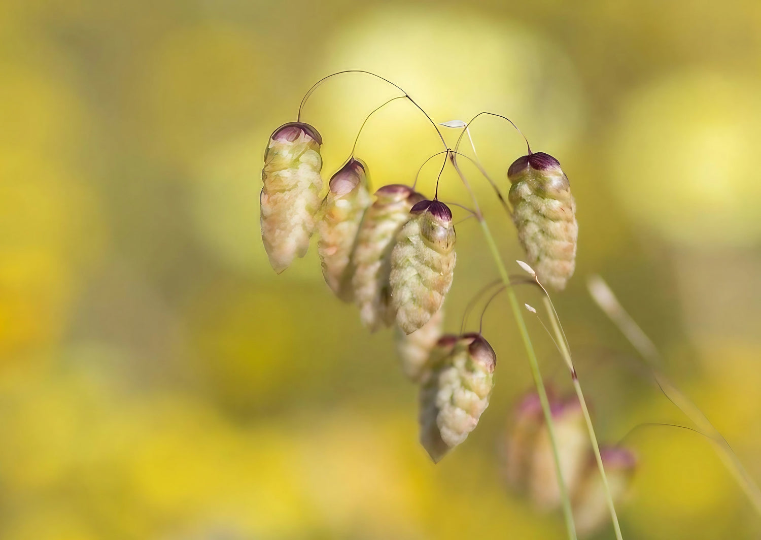 Close-up view of Briza Maxima, also known as Quaking Grass, with its distinctive seed heads