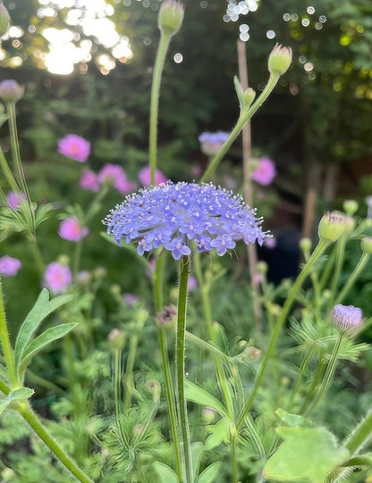 Didiscus Blue Lace