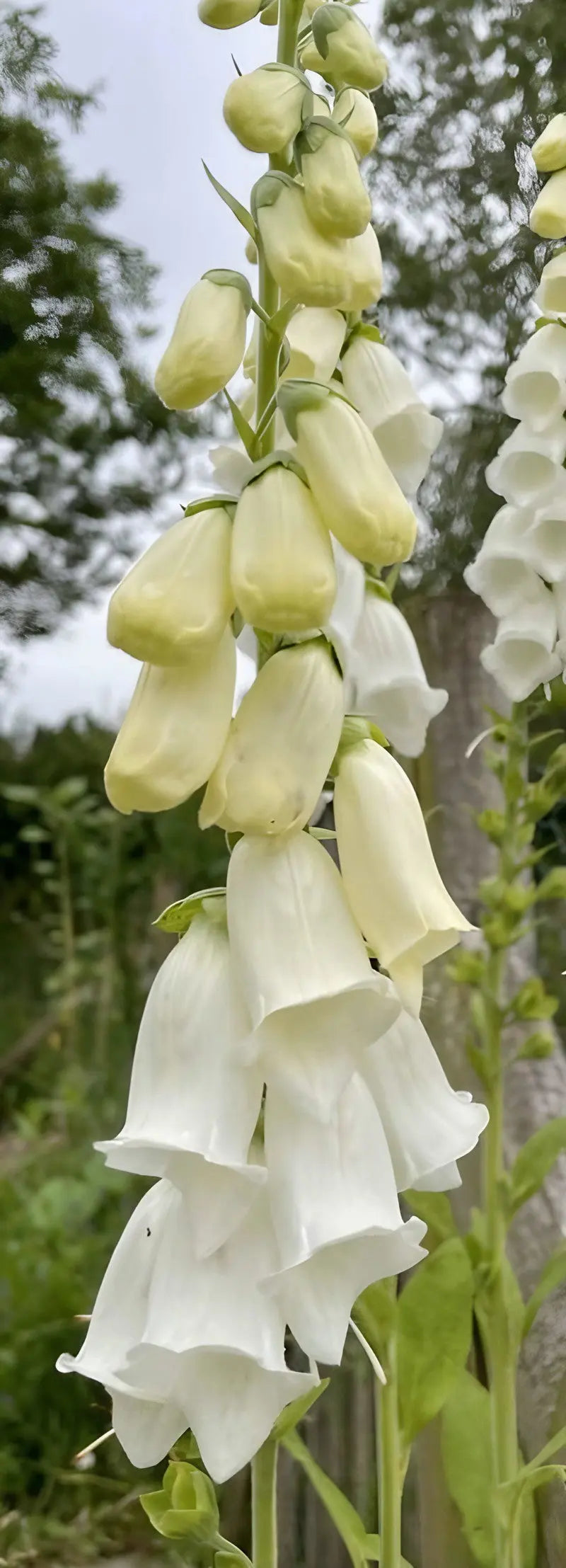A close-up of Foxglove Alba White by Bishy Barnabees Cottage Garden showcases tall, white, bell-shaped blooms—ideal for a moon garden—set against a soft-focus backdrop of lush greenery and trees.
