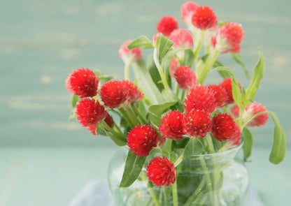 Gomphrena Strawberry Fields flowers arranged in a clear vase on a wooden table