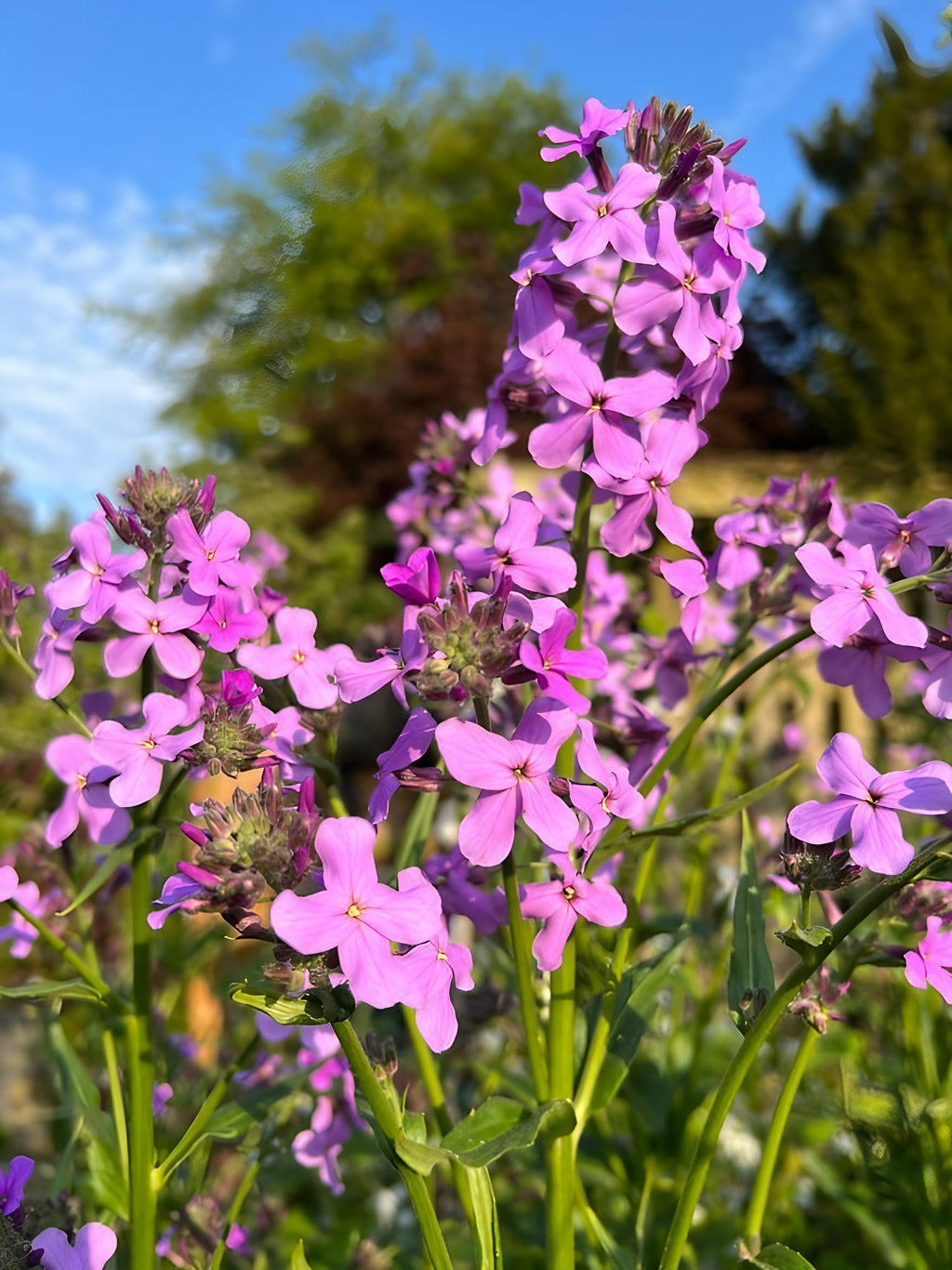 Sunlit clusters of Hesperis Purple (Sweet Rocket) by Bishy Barnabees Cottage Garden display vibrant blooms and green foliage, set against a softly blurred backdrop of trees and blue sky.