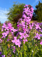 Sunlit clusters of Hesperis Purple (Sweet Rocket) by Bishy Barnabees Cottage Garden display vibrant blooms and green foliage, set against a softly blurred backdrop of trees and blue sky.