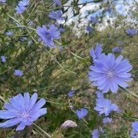 Close-up of Chicory Wild by Bishy Barnabees Cottage Garden Ltd—light purple, feathery-petaled blooms on green stems. These drought-tolerant perennials thrive outdoors against a softly blurred background.