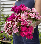 A person in a blue sleeveless dress holds a large bouquet of vibrant Sweet William Auricula Eyed Mixed flowers from Bishy Barnabees Cottage Garden, standing near a white wooden wall in a cottage garden.