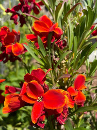 Clusters of vibrant scarlet-orange flowers with yellow edges bloom among green leaves in sunlight—ideal for adding color to your garden with Wallflower Fire King seeds by Bishy Barnabees Cottage Garden.