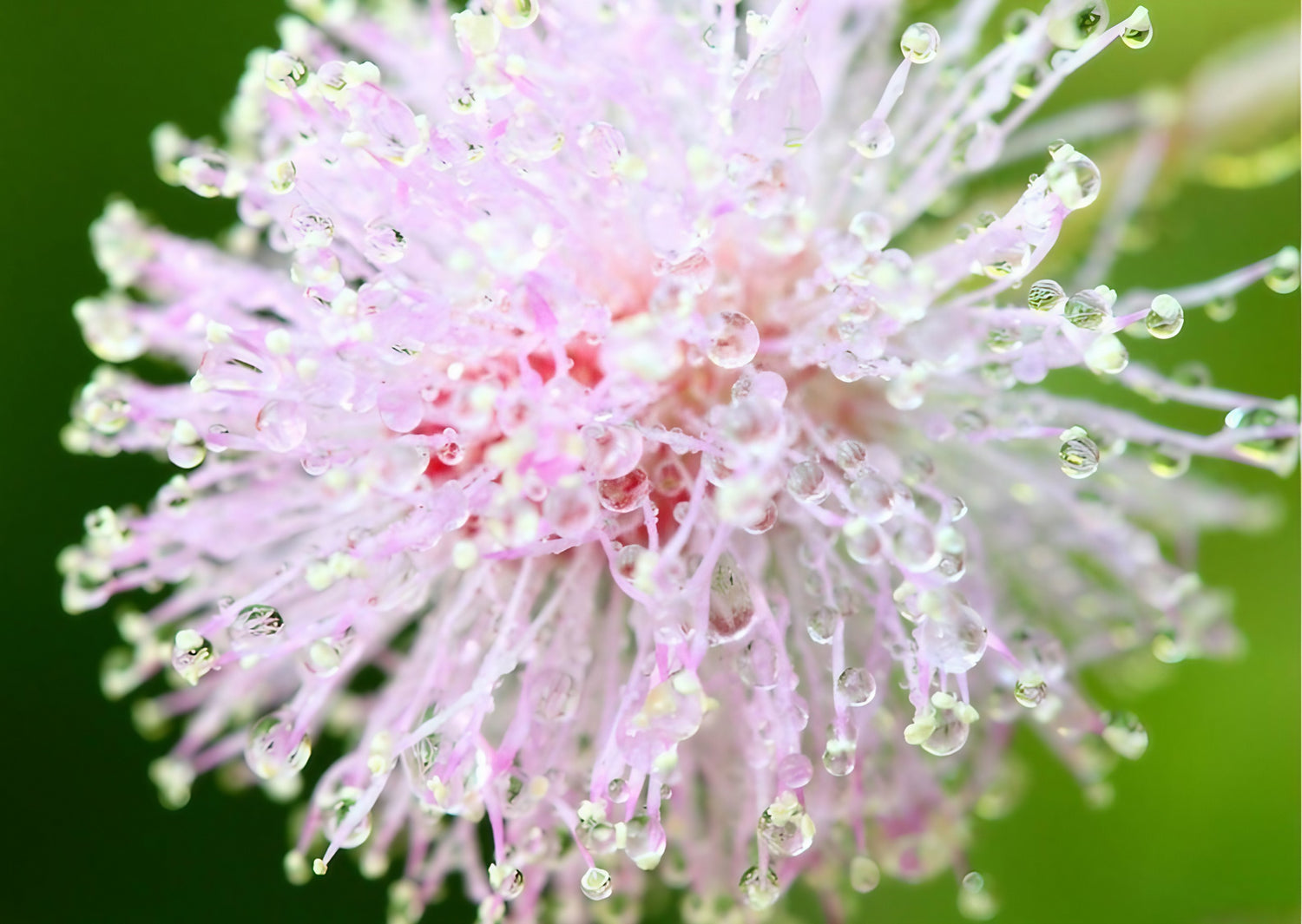Close-up of Mimosa Pudica&
