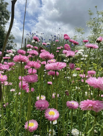 Strawflower Acroclinium Grandiflorum with pink petals against a backdrop of blue sky and greenery