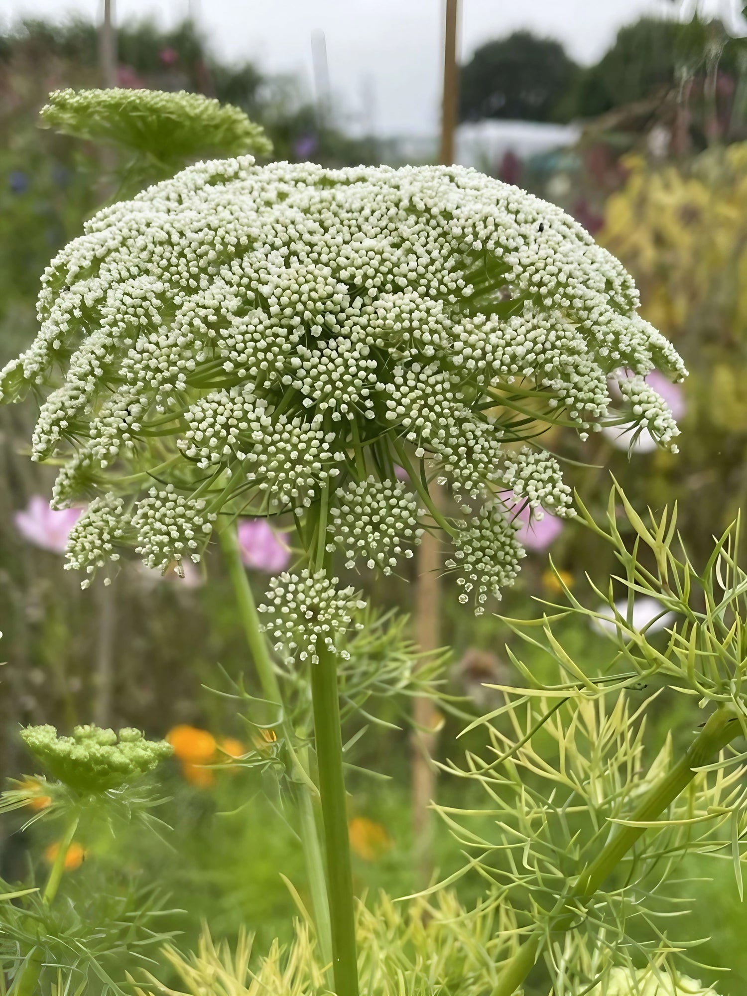 Ammi Visnaga plant showcasing its large clusters of white blooms