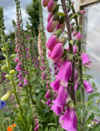 Foxglove Bishy Barnabee Mix by Bishy Barnabees Cottage Garden features tall stalks with vibrant purple, bell-shaped clusters and lush green leaves, set in a woodland garden with a blurred backdrop of foliage and a white structure.