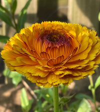 A close-up of Calendula Touch of Red by Bishy Barnabees Cottage Garden Ltd, with vibrant layered petals—ideal for cottage gardens filled with hardy annuals—set against a blurred green background.