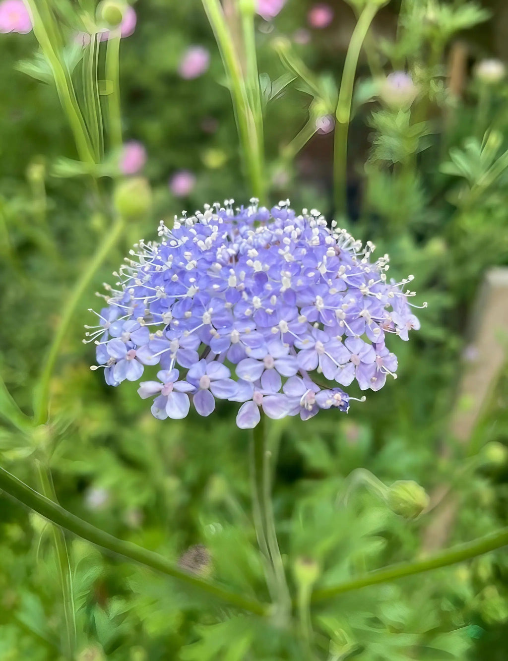 Didiscus Blue Lace – close-up of a single lacy bloom on a thin stem