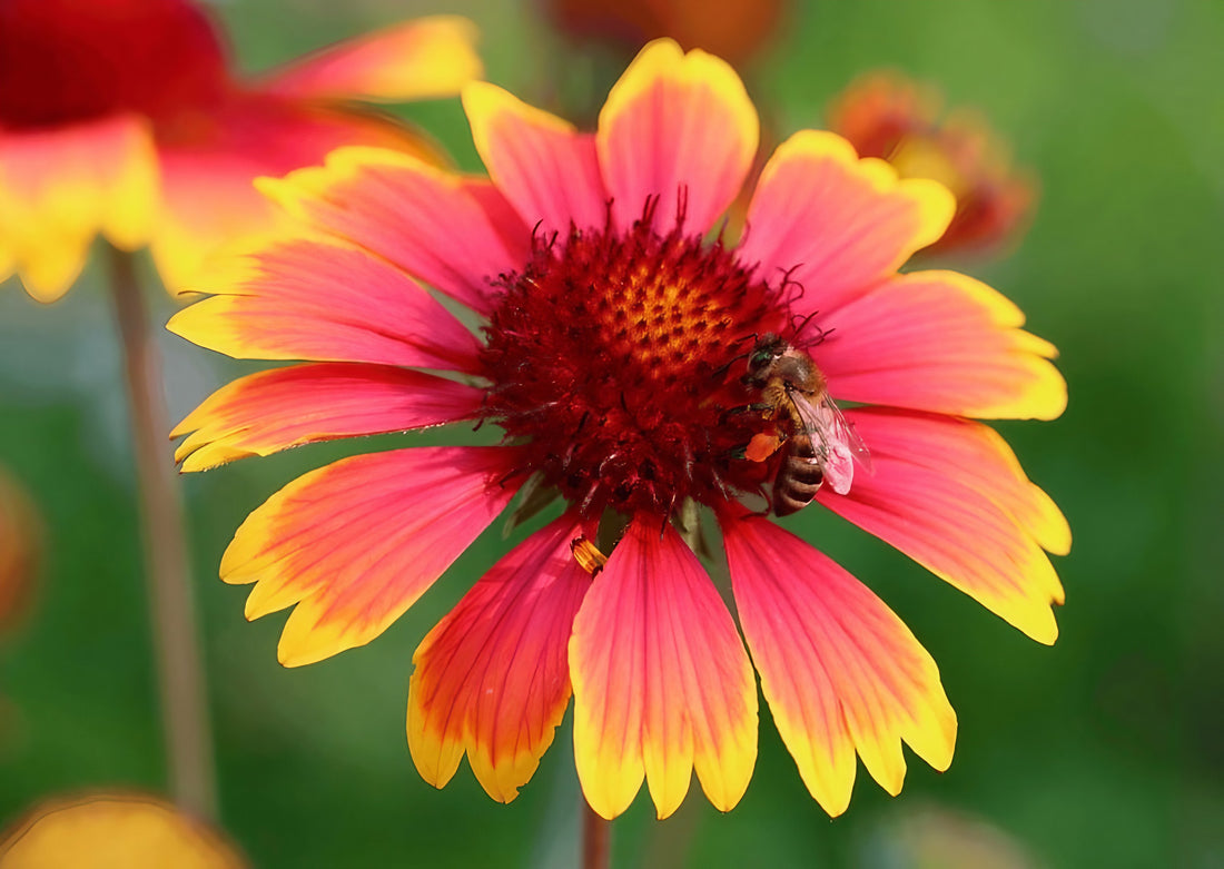 Bee collecting nectar from a Gaillardia Aristata Bicolour Goblin flower
