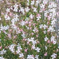 Experience a vibrant and lush floral display with the Winter Seed Sowing Flower Box by Bishy Barnabees Cottage Garden—featuring dense clusters of small white and light pink blooms from natural seed stratification outdoors.