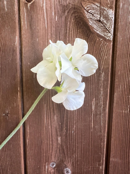 White Sweet Pea Spencer Swan Lake flower against a rustic wooden backdrop