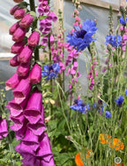 Tall pink Foxglove Bishy Barnabee Mix flowers from Bishy Barnabees Cottage Garden bloom in the foreground, with blue cornflowers and orange flowers beyond, growing densely amid lush green foliage against a greenhouse wall.