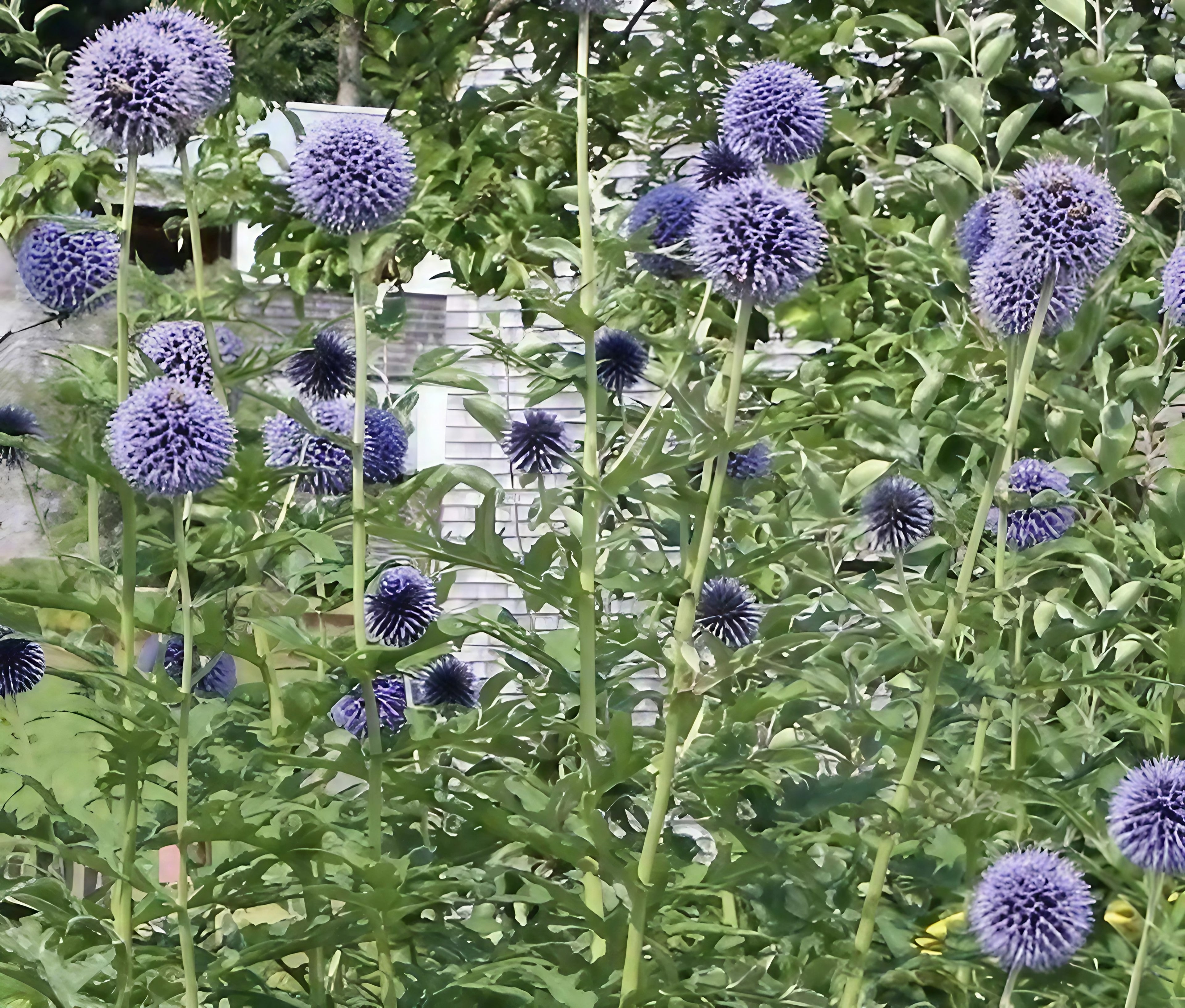 Echinops ritro Veitch&