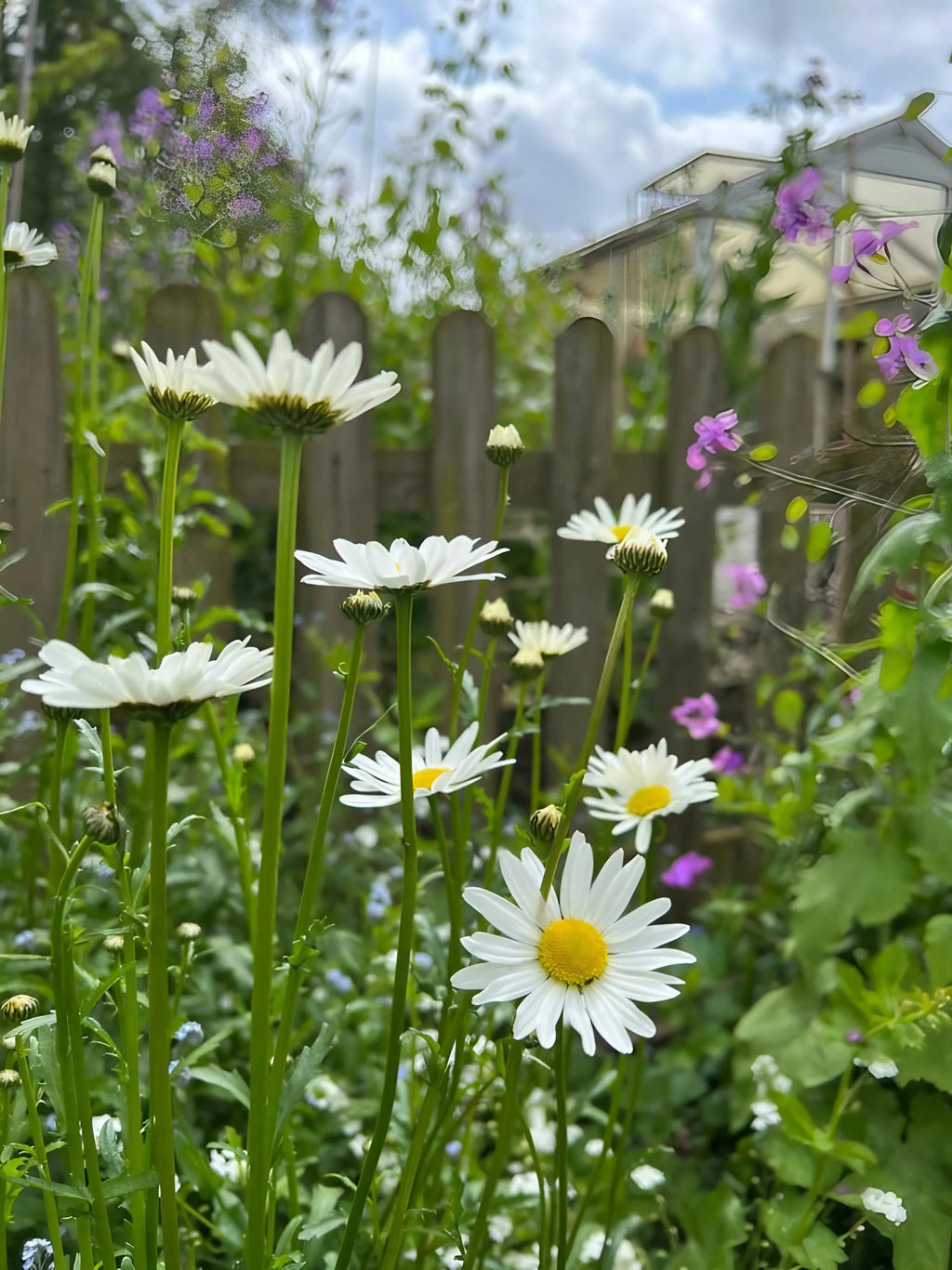 Oxeye Daisies by Bishy Barnabees Cottage Garden feature bright white petals and yellow centers, standing tall amid green foliage and purple flowers, with a wooden fence and house in the background under partly cloudy skies.