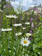 Oxeye Daisies by Bishy Barnabees Cottage Garden feature bright white petals and yellow centers, standing tall amid green foliage and purple flowers, with a wooden fence and house in the background under partly cloudy skies.