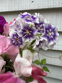 A bouquet featuring Bishy Barnabees Cottage Garden’s Phlox Sugar Stars—star-shaped, white and purple striped blooms—paired with violet-blue phlox and soft pink sweet peas against a light gray wooden wall.