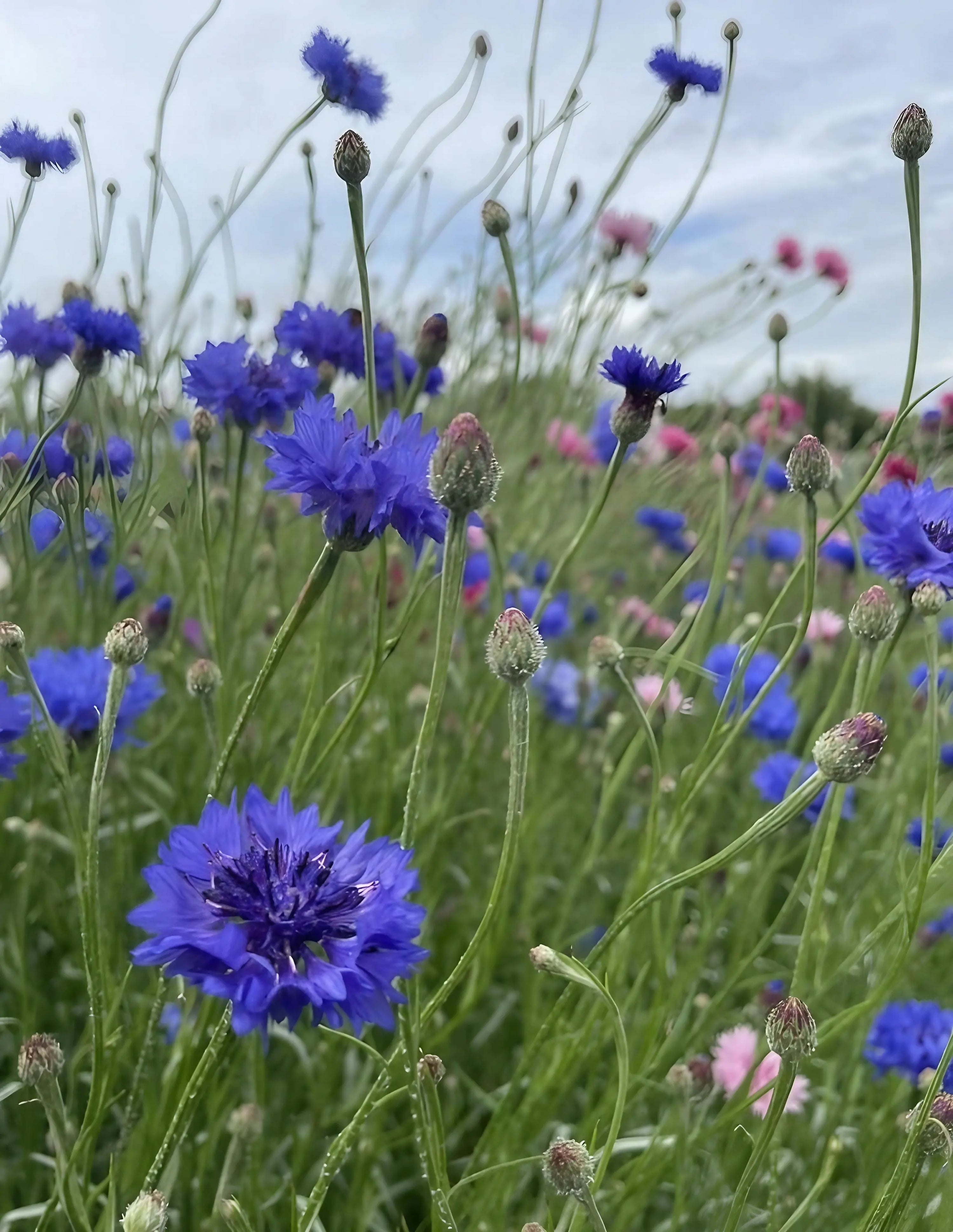 A close-up of vibrant blue and pink Cornflower Blue Ball blooms from Bishy Barnabees Cottage Garden Ltd, thriving in a grassy field—these cut-and-come-again flowers are a beautiful nectar source for bees beneath a partly cloudy sky.