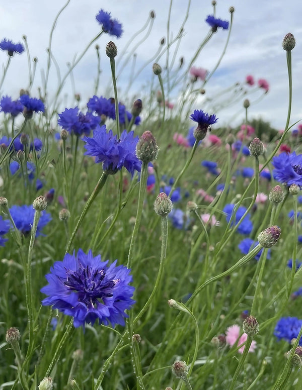 A close-up of vibrant blue and pink Cornflower Blue Ball blooms from Bishy Barnabees Cottage Garden Ltd, thriving in a grassy field—these cut-and-come-again flowers are a beautiful nectar source for bees beneath a partly cloudy sky.