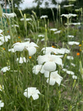 Corncockle Bianca (Agrostemma githago) – delicate white flowers on thin stems