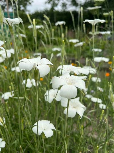 Close-up of delicate white Corncockle Bianca flowers by Bishy Barnabees Cottage Garden Ltd, featuring thin green stems in a lush garden with more white blooms, greenery, and a few orange flowers in the background.