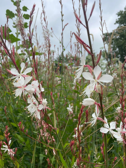A lush field populated with the white flowering stems of Gaura lindheimeri &