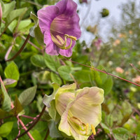 Two bell-shaped flowers—one purple, one pale green—bloom among green leaves and tendrils of Cobaea scandens Purple by Bishy Barnabees Cottage Garden Ltd, a striking climbing plant, set against a blurred garden background.