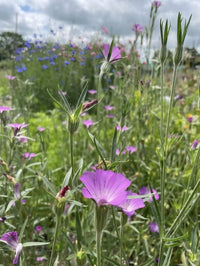 A close-up of Corncockle wildflowers by Bishy Barnabees Cottage Garden Ltd, with purple blooms among tall green stems and leaves in a meadow under a cloudy sky.