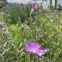 A close-up of Corncockle wildflowers by Bishy Barnabees Cottage Garden Ltd, with purple blooms among tall green stems and leaves in a meadow under a cloudy sky.