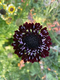 A close-up, top-down view of Bishy Barnabees Cottage Garden’s Scabious Black Knight shows a pollinator-friendly flower with a dark burgundy bloom, dense black center, and white-tipped petals among blurred green foliage.