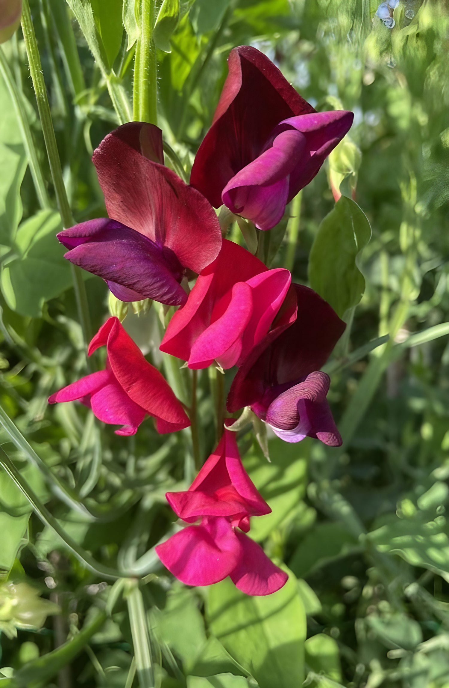 Dew-kissed Sweet Pea Old Spice Starry Night flowers in early morning