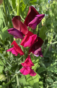 Enjoy vibrant, heat-tolerant Sweet Pea Old Spice Starry Night flowers by Bishy Barnabees Cottage Garden. These deep magenta blooms with delicate petals and lush green foliage add color and charm to your garden all season long.