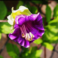 A vibrant purple bloom with white and yellow stamens shines amid green leaves in sunlight—a stunning result from Bishy Barnabees Cottage Garden’s Winter Seed Sowing Flower Box, with soft shadows falling across the lush foliage below.