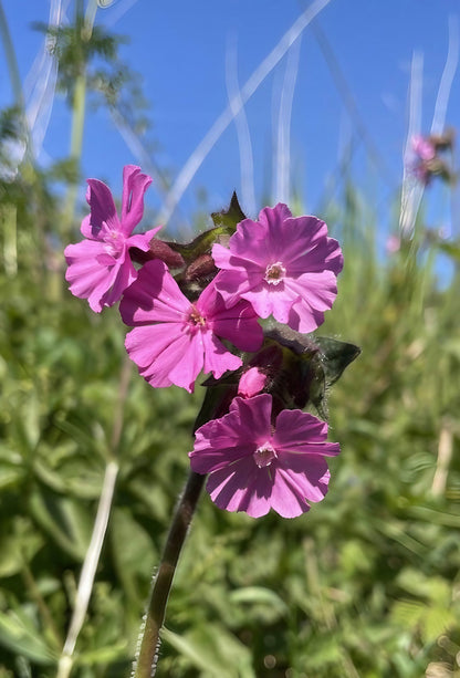 Red Campion flowers with delicate pink petals on long stems in a meadow under a blue sky.