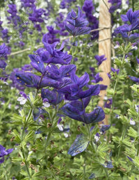 Clary Sage Oxford Blue by Bishy Barnabees Cottage Garden Ltd features vibrant purple flowers with indigo-blue bracts and prominent veins on green stems. Ideal for dried flower arrangements; background shows soft-focus blooms and a wooden post.