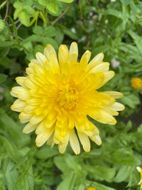 Calendula Pacific Beauty Cream by Bishy Barnabees Cottage Garden Ltd blooms bright yellow with layered petals and green leaves. Grown from cut flower seeds, it stands out beautifully in natural outdoor light.