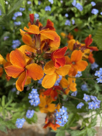 A close-up of vivid scarlet-orange Wallflower Fire King blooms from Bishy Barnabees Cottage Garden, accented by blue flowers and lush green foliage, highlights their stunning spring garden beauty.