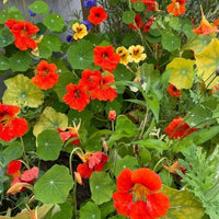 A vibrant garden bed features Bishy Barnabees Cottage Garden’s Nasturtium Tom Thumb, displaying bright orange, red, and yellow edible flowers with round green leaves, accented by a few blue blooms and lush green foliage in the background.