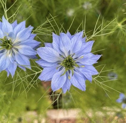 Close-up of two Nigella damascena &